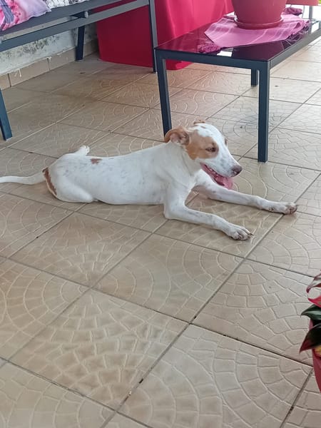 🐾 À L’ADOPTION – LOVA, la tendresse incarnée ! 🐾