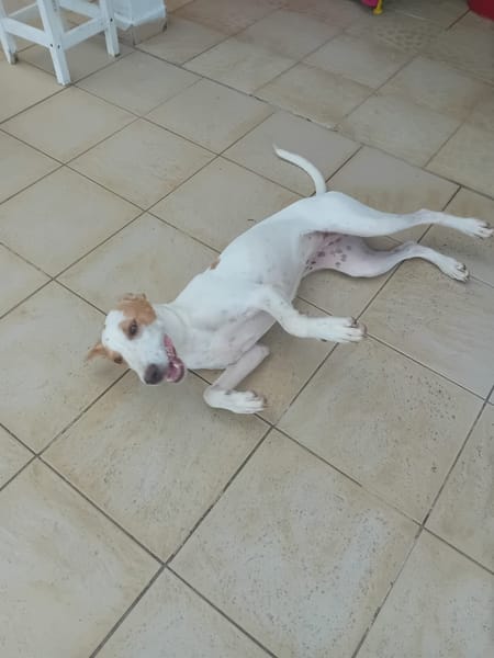 🐾 À L’ADOPTION – LOVA, la tendresse incarnée ! 🐾