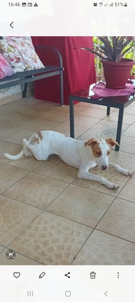 🐾 À L’ADOPTION – LOVA, la tendresse incarnée ! 🐾