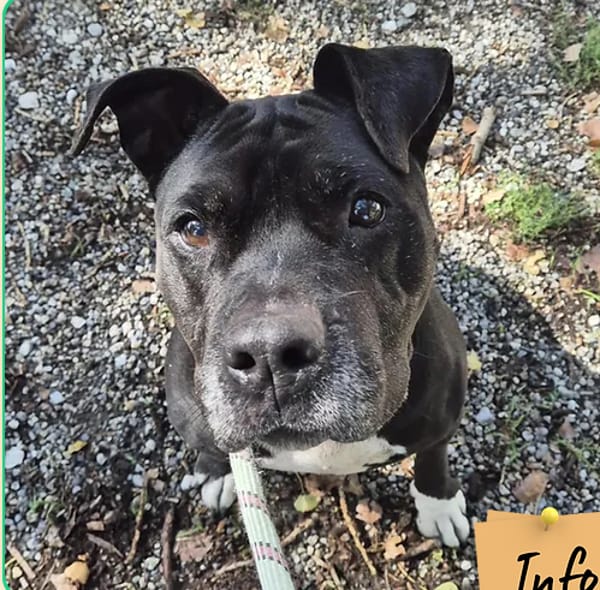 Bonnie ( sos panier retraite)