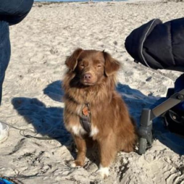 Sergio- sensibel und kuschelbedürftig