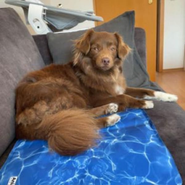 Sergio- sensibel und kuschelbedürftig