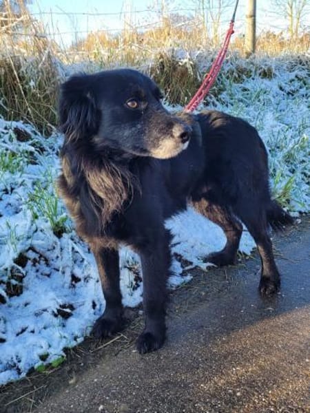 sanfter Retriever Nino sucht sein Zuhaus