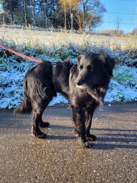 sanfter Retriever Nino sucht sein Zuhaus