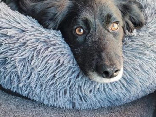 sanfter Retriever Nino sucht sein Zuhaus