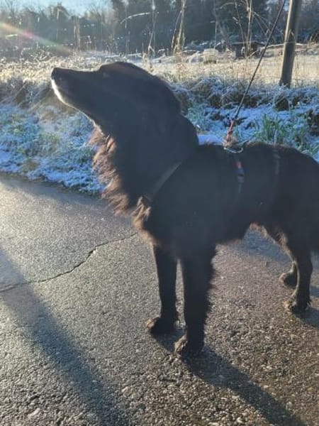 sanfter Retriever Nino sucht sein Zuhaus