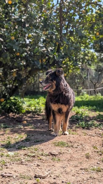 Anjolie sucht ein wenig halt