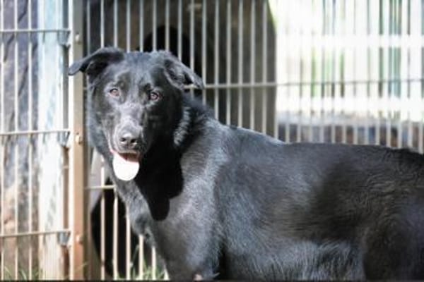 Cooper sucht ein Zuhause