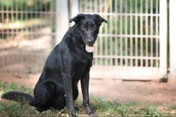 Cooper sucht ein Zuhause