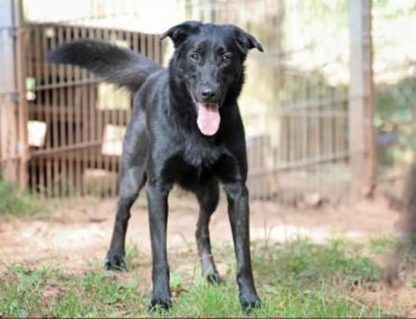 Cooper sucht ein Zuhause