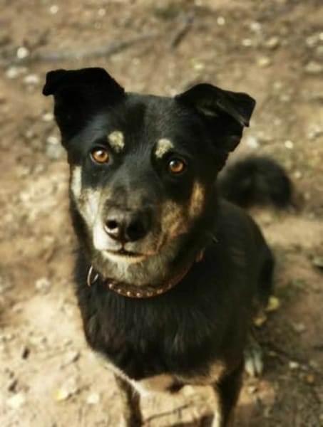 Asco sucht ein Zuhause