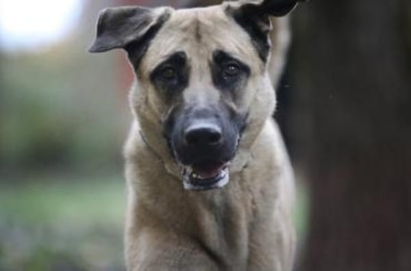 Bailey sucht ein großes Zuhause