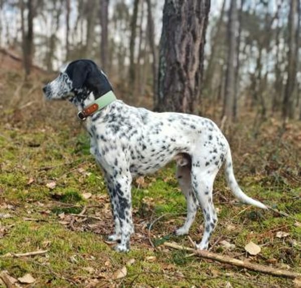 Bronco2 sucht einen Gnadenplatz