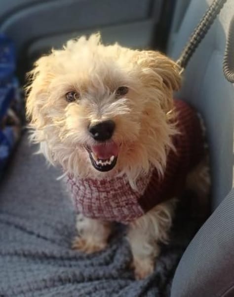 🐶 CHRISO sucht sein Zuhause für immer!