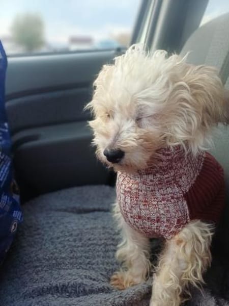 🐶 CHRISO sucht sein Zuhause für immer!