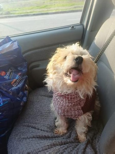 🐶 CHRISO sucht sein Zuhause für immer!