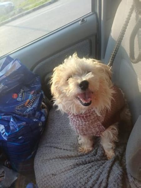 🐶 CHRISO sucht sein Zuhause für immer!