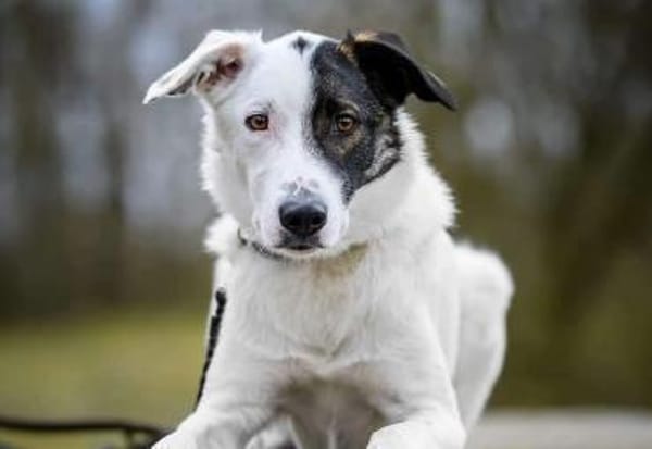 Zarteste Versuchung - Duplo- ❣