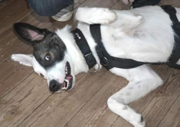 Zarteste Versuchung - Duplo- ❣