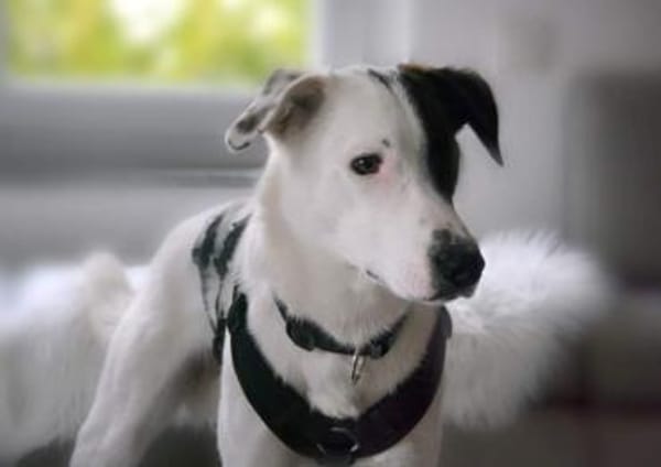 Zarteste Versuchung - Duplo- ❣