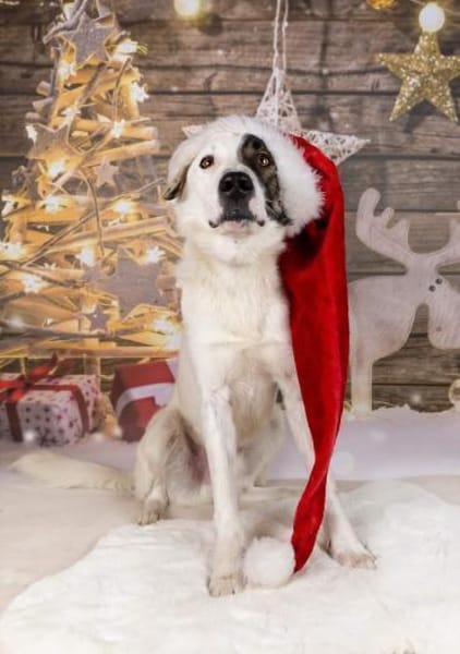 Zarteste Versuchung - Duplo- ❣