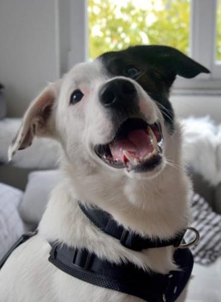 Zarteste Versuchung - Duplo- ❣