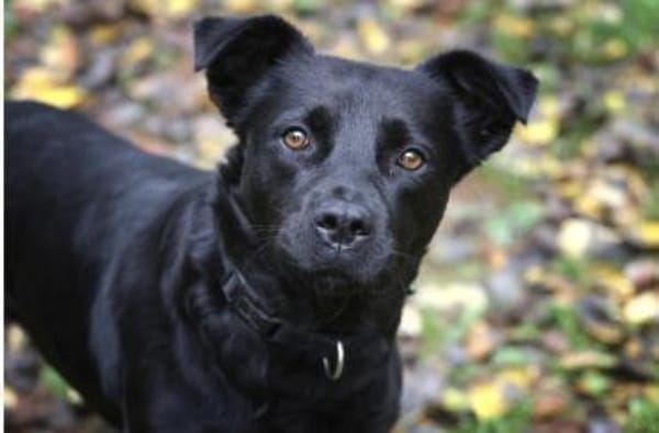 Roxy sucht ein Zuhause