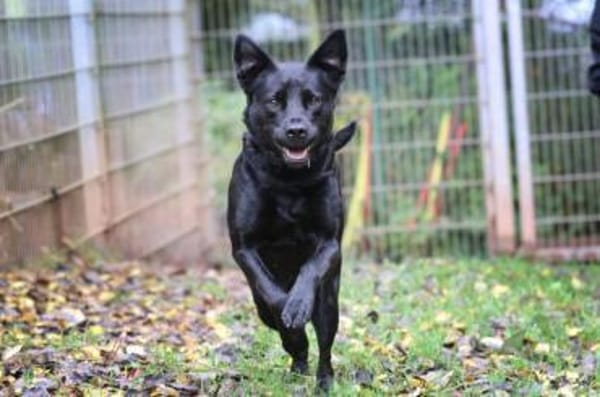 Roxy sucht ein Zuhause