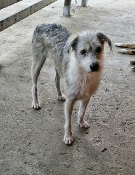 Spider, freundlich...auf PS in 65618