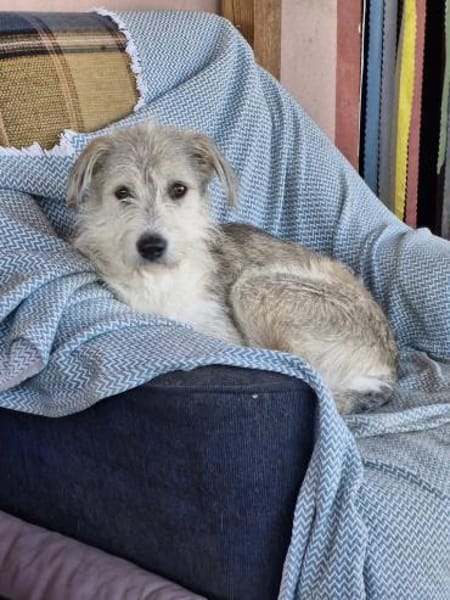 Spider, freundlich...auf PS in 65618