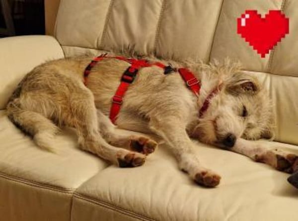 Spider, freundlich...auf PS in 65618