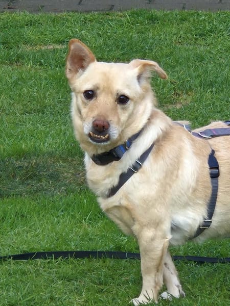 Theo sucht sein Zuhause