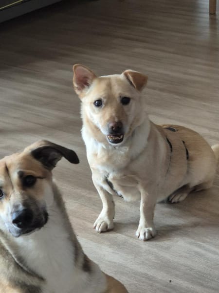 Theo sucht sein Zuhause