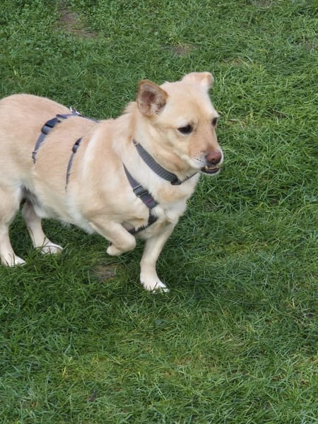 Theo sucht sein Zuhause