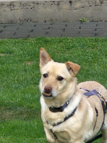 Theo sucht sein Zuhause