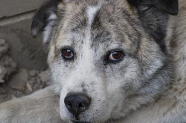 Pilar - verschmust u. sehr lieb