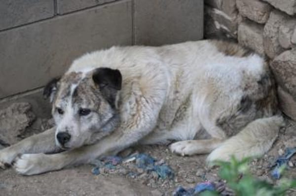 Pilar - verschmust u. sehr lieb