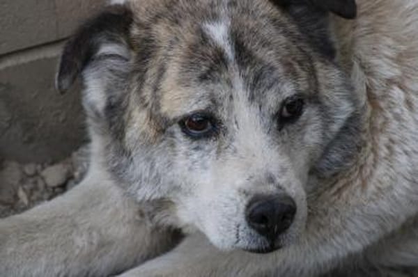 Pilar - verschmust u. sehr lieb