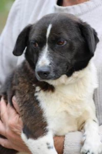 Batida  sehr liebenswerte, kleine Hündin