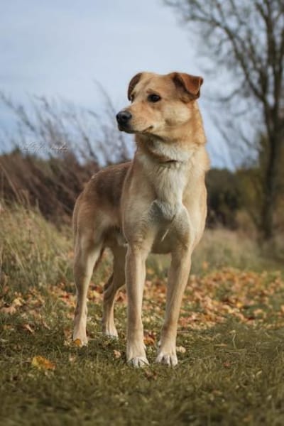 Janko - junger Rüde mit Potential ❤