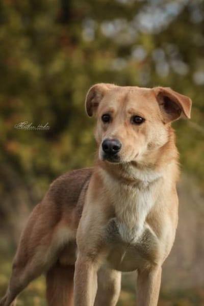 Janko - junger Rüde mit Potential ❤