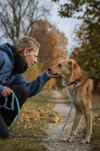 Janko - junger Rüde mit Potential ❤