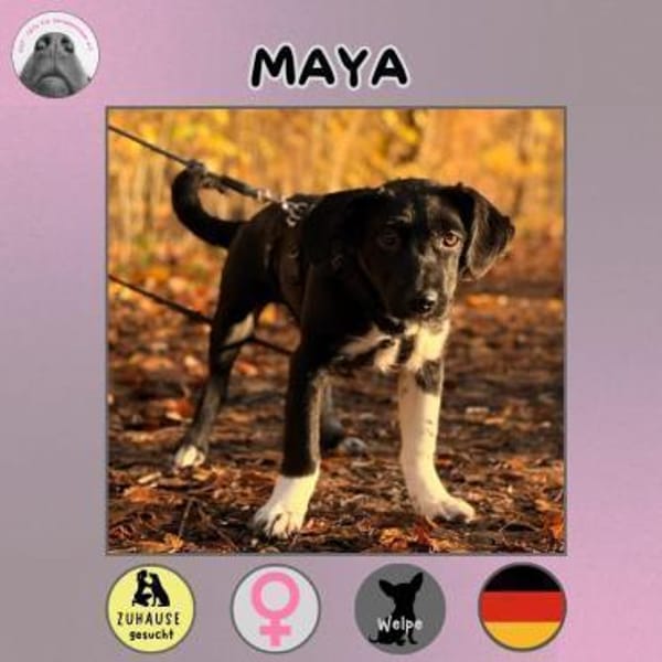Maya sucht ihr Zuhause
