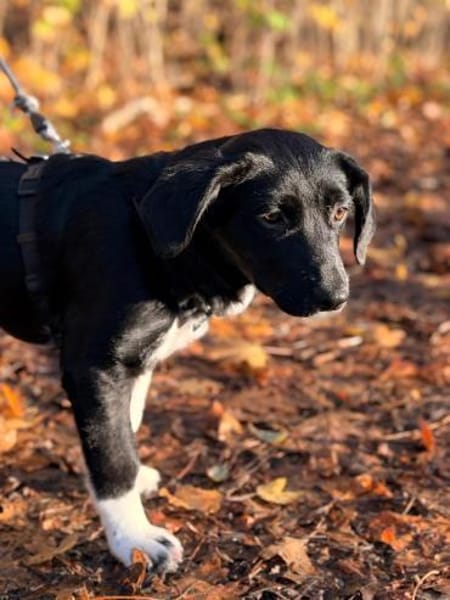 Maya sucht ihr Zuhause