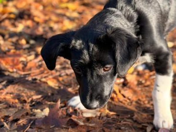 Maya sucht ihr Zuhause