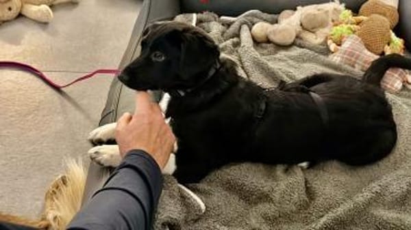 Maya sucht ihr Zuhause