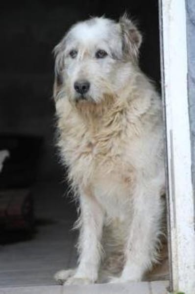 Luc - zutraulicher, aparter Rüde