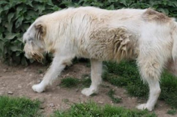 Luc - zutraulicher, aparter Rüde