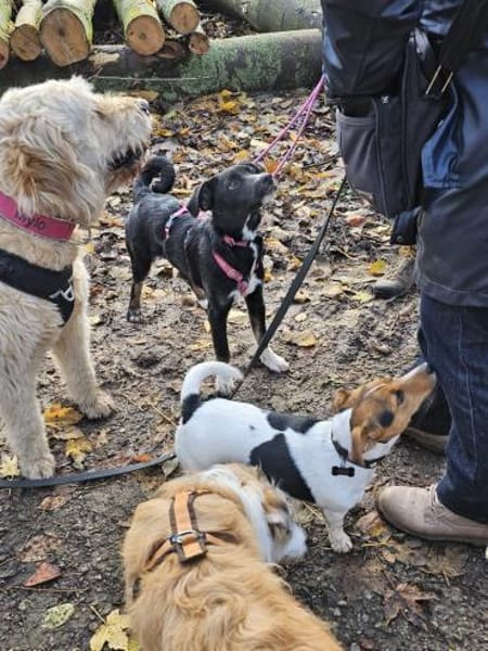 Nuri sucht ihr Zuhause