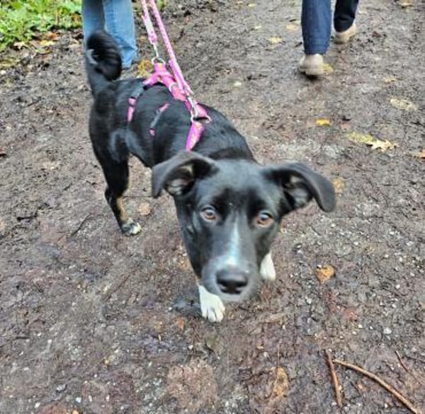 Nuri sucht ihr Zuhause